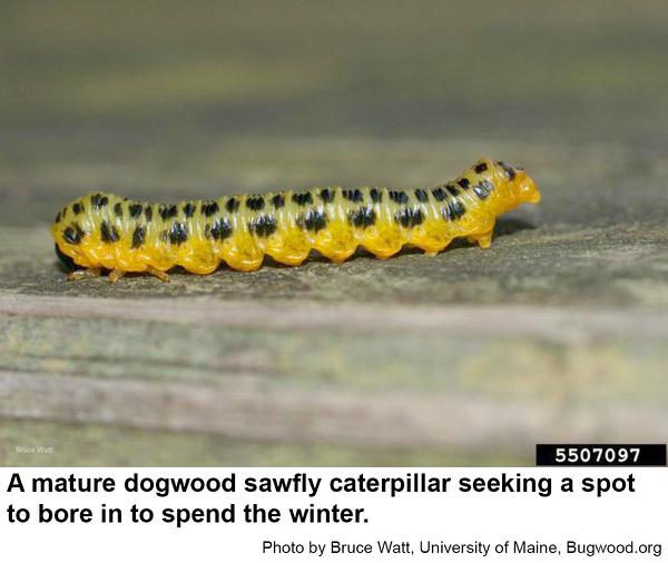 Mature dogwood sawfly caterpillar